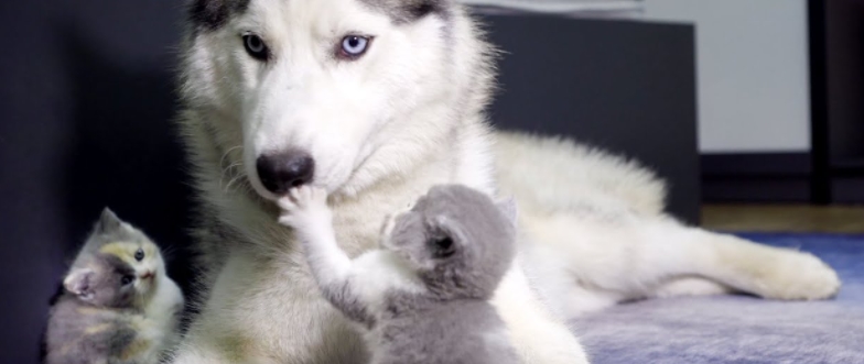 「ちょっとこわい系のハスキー犬」に構ってほしい赤ちゃん子猫。ちょいと繰り出す子猫パンチが可愛すぎ！？