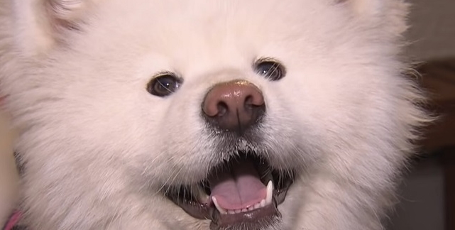 【秋田犬】わさおじゃなくて? 秋田犬の『こはるちゃん』が鳥取県の「犬の温泉」に氣持ちよ～く日帰り入浴だワン!!