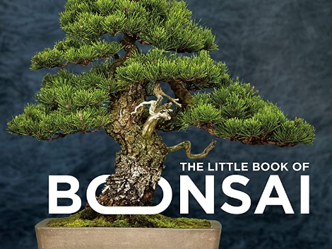 【アートの種】今、世界で大人氣の「BONSAI（盆栽）」。女性盆栽家・山田香織さんが切り開く未来とは？