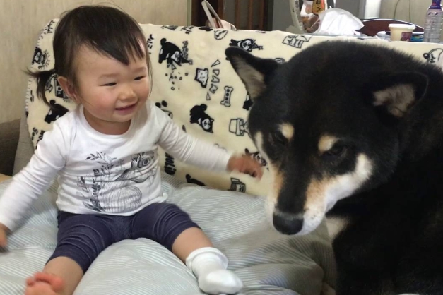 【柴犬と小さな女の子】『ぎゅぅぅぅぅ』と柴犬を抱きしめる女の子と柴犬ちゃんの可愛くて素敵な動画です。